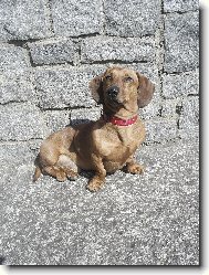 Dachshund