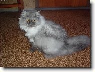 Persian cat