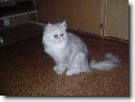 Persian cat