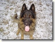 German shepherd dog \\\\\(Dog standard\\\\\)