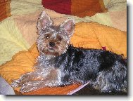 Jorkrsk terier, Yorkshire Terrier,