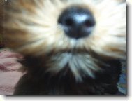 Jorkrsk terier, Yorkshire Terrier,