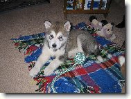 Alaskan Malamute