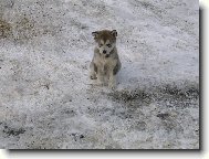 Alaskan malamute \\\\\(Dog standard\\\\\)