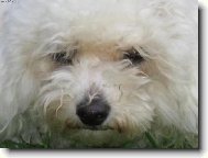 Bichon frise