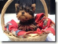 Jorkrsk terier, Yorkshire Terrier,