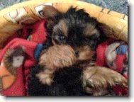 Jorkrsk terier, Yorkshire Terrier,