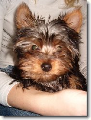 Jorkrsk terier, Yorkshire Terrier,