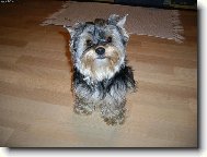 Jorkrsk terier, Yorkshire Terrier,