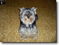 Jorkrsk terier, Yorkshire Terrier,