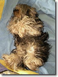 Jorkrsk terier, Yorkshire Terrier,