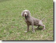 Weimaraner, Weimaraner Vorsterhund