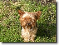 Jorkrsk terier, Yorkshire Terrier,