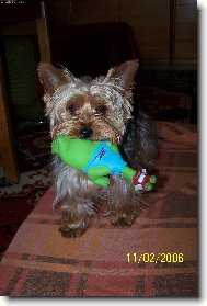 Jorkrsk terier, Yorkshire Terrier,