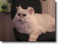 Persian cat