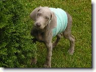 Weimaraner, Weimaraner Vorsterhund