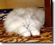 Persian cat