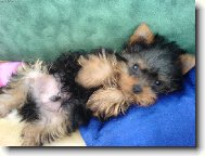 Jorkrsk terier, Yorkshire Terrier,