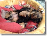 Jorkrsk terier, Yorkshire Terrier,