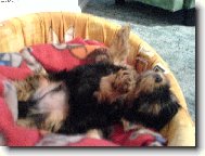 Jorkrsk terier, Yorkshire Terrier,