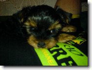 Jorkrsk terier, Yorkshire Terrier,