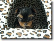 Jorkrsk terier, Yorkshire Terrier,