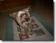 Jorkrsk terier, Yorkshire Terrier,