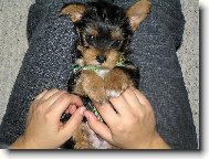 Jorkrsk terier, Yorkshire Terrier,