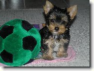 Jorkrsk terier, Yorkshire Terrier,