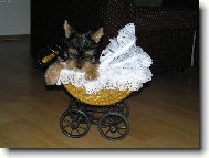 Jorkrsk terier, Yorkshire Terrier,