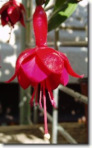 Fuchsia