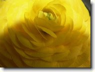 Ranunculus