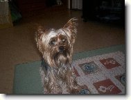 Jorkrsk terier, Yorkshire Terrier,