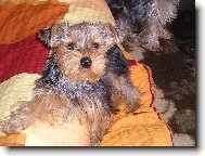 Jorkrsk terier, Yorkshire Terrier,