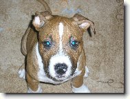 American staffordshire terrier \\\\\(Dog standard\\\\\)