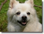 German spitz miniature spitz \\\\\(Dog standard\\\\\)