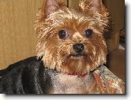 Yorkshire terrier \\\\\\\\\\\\\\\\\\\\\(Dog standard\\\\\\\\\\\\\\\\\\\\\)