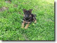 German Shepherd Dog