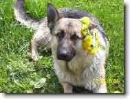 German Shepherd Dog