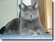 British Shorthair \\\\\(Cat\\\\\)