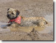 Border Terrier