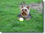 Yorkshire terrier \\\\\\\\\\\\\\\\\\\\\(Dog standard\\\\\\\\\\\\\\\\\\\\\)