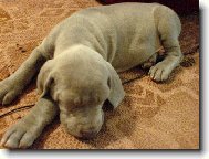 Weimaraner, Weimaraner Vorsterhund