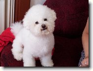 Bichon frise