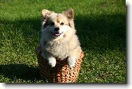 German spitz medium size \\\\\(Dog standard\\\\\)