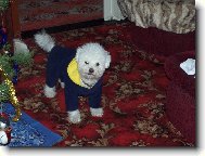 Bichon frise