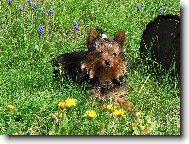 Yorkshire Terrier