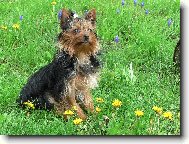 Yorkshire Terrier