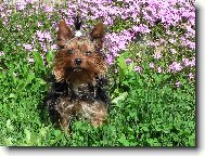 Yorkshire Terrier