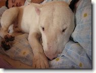 Bull Terrier